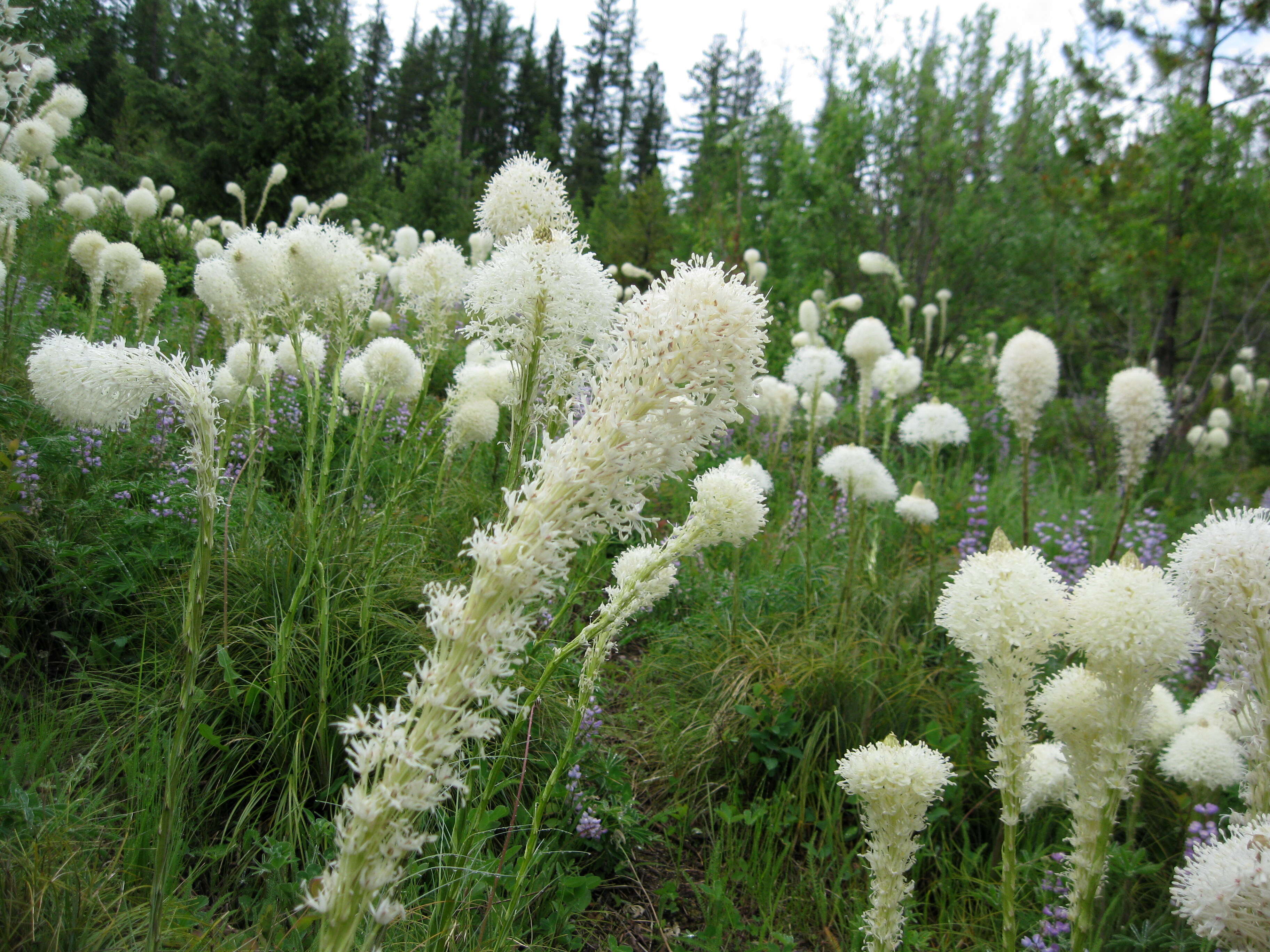 Image of Xerophyllum