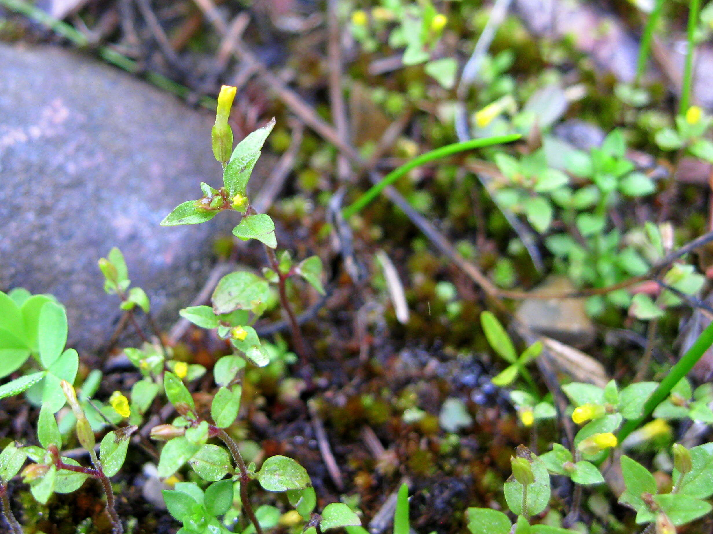 Plancia ëd Mimulus