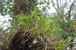 Image of Dendrobium chryseum Rolfe