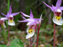 Image of calypso orchid