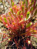 Image of Great Sundew