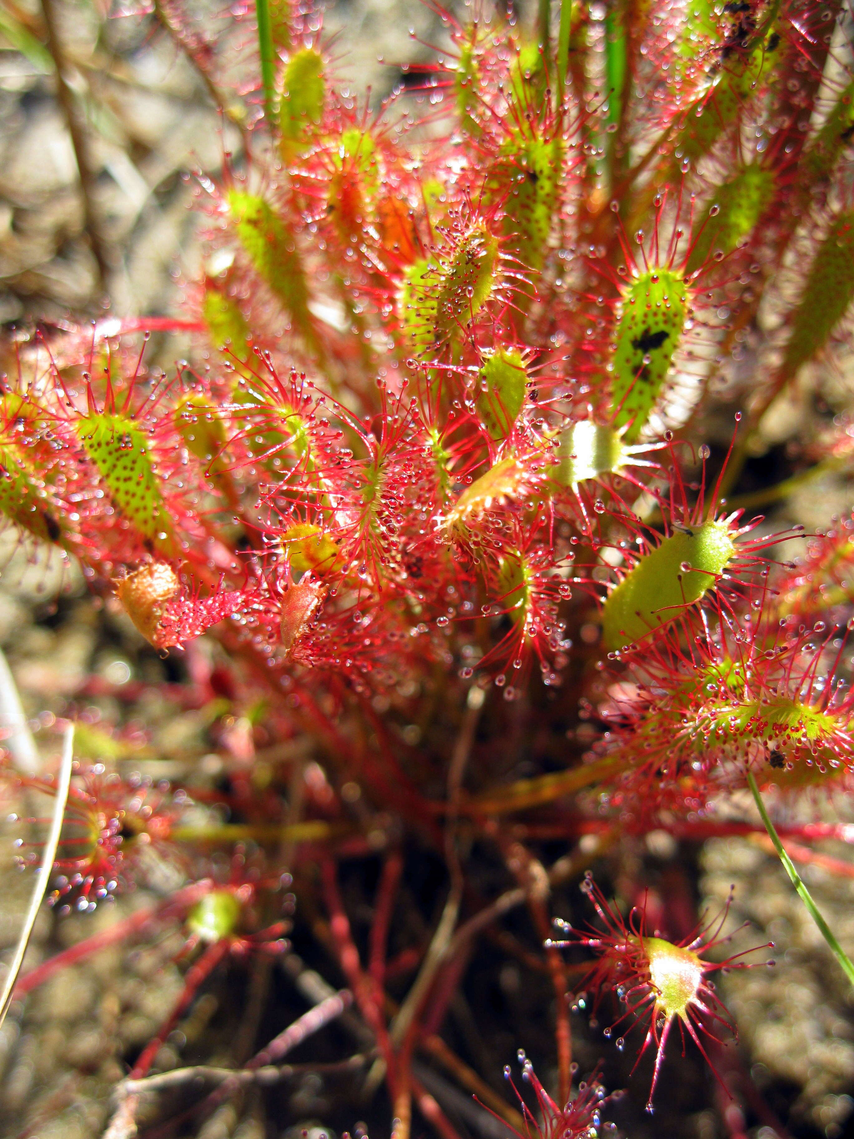 Image of Great Sundew