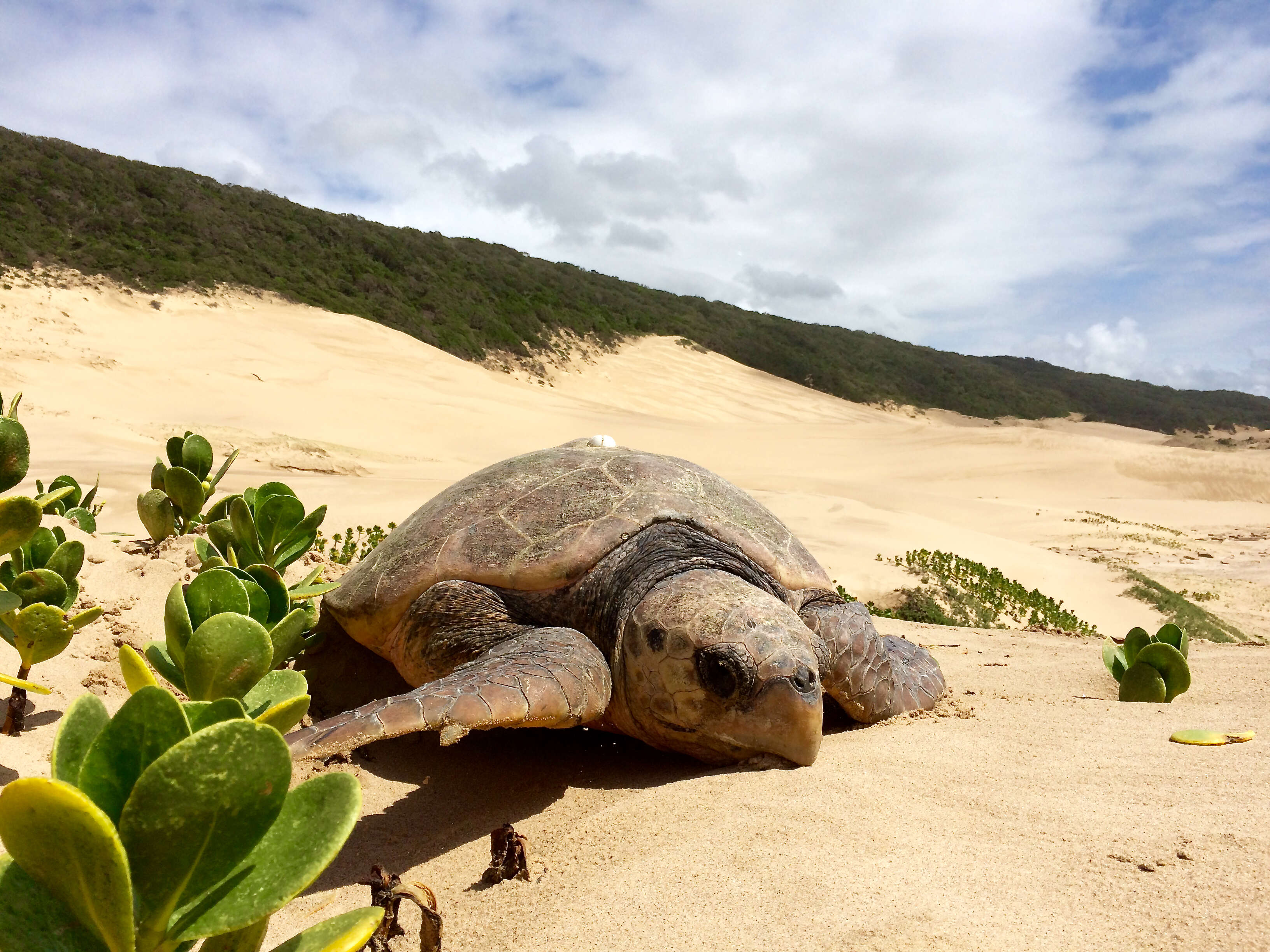 Image of Ridley sea turtles