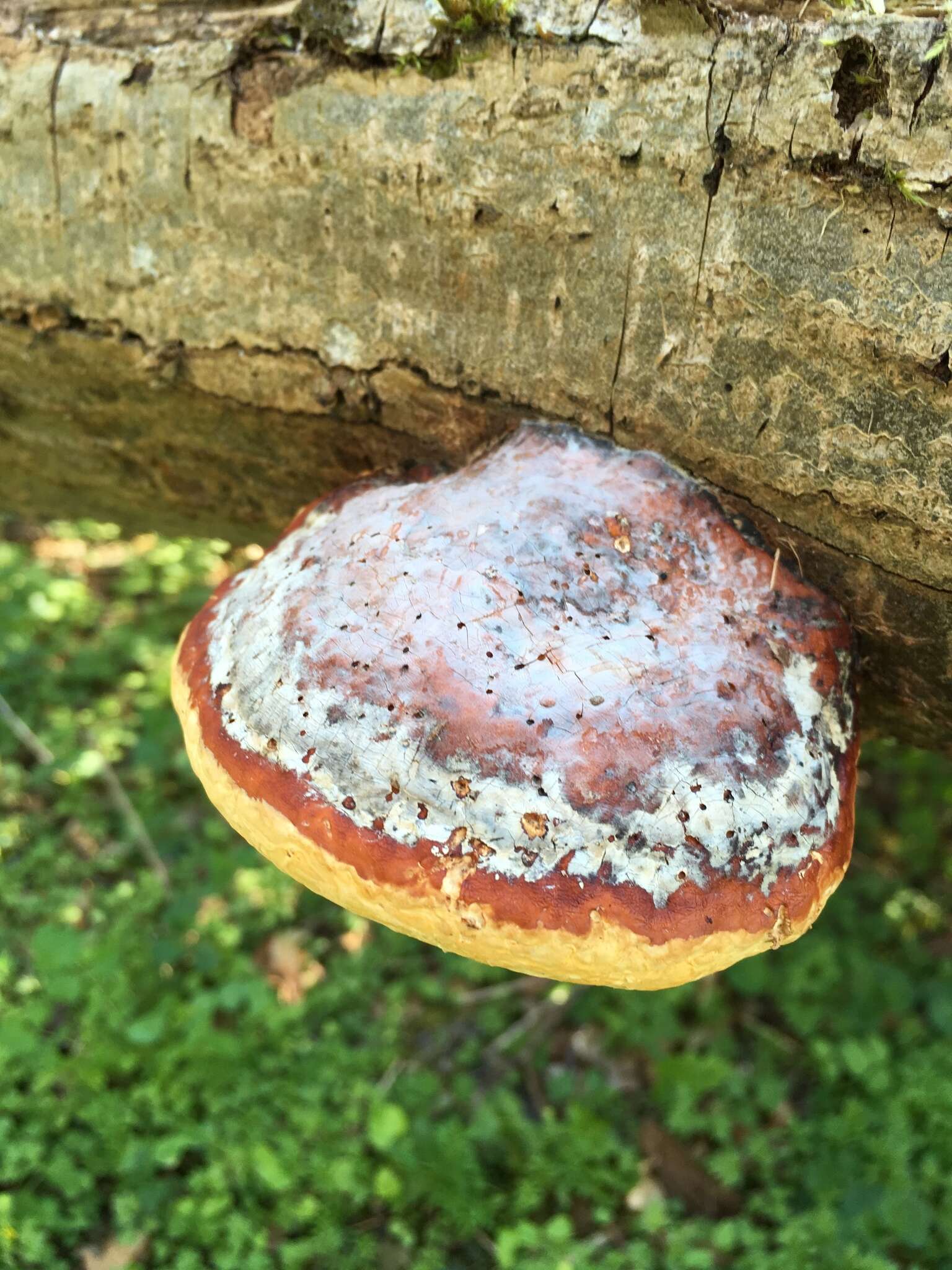 Image of Fomitopsis pinicola (Sw.) P. Karst. 1881