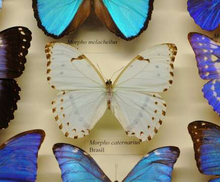 Imagem de Morpho catenarius Perry