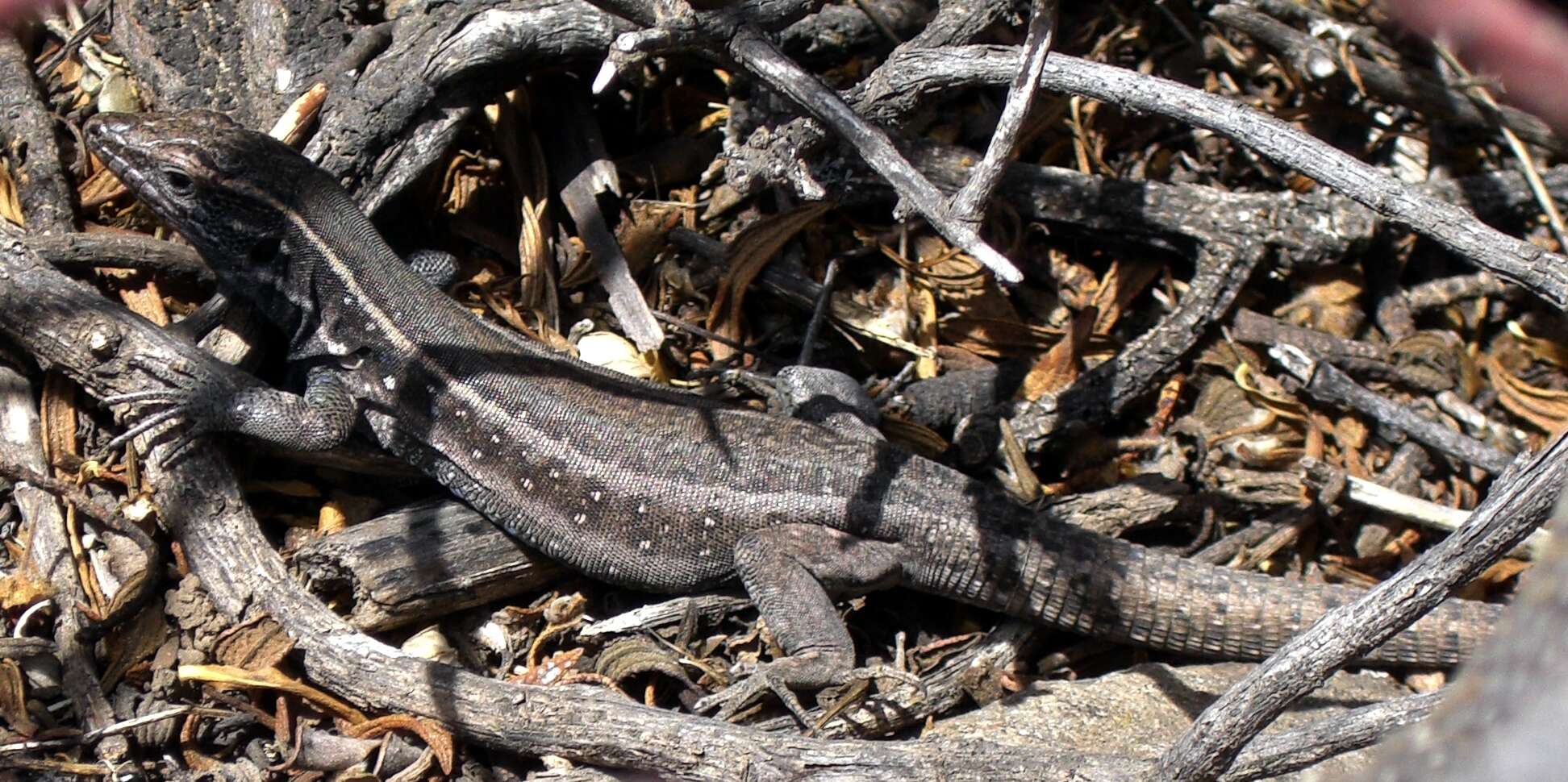 Image of Boettger's Lizard