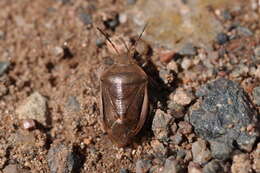 Image of Chlorochroa (Rhytidolomia) saucia (Say 1832)