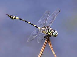 صورة Ictinogomphus australis (Selys 1873)