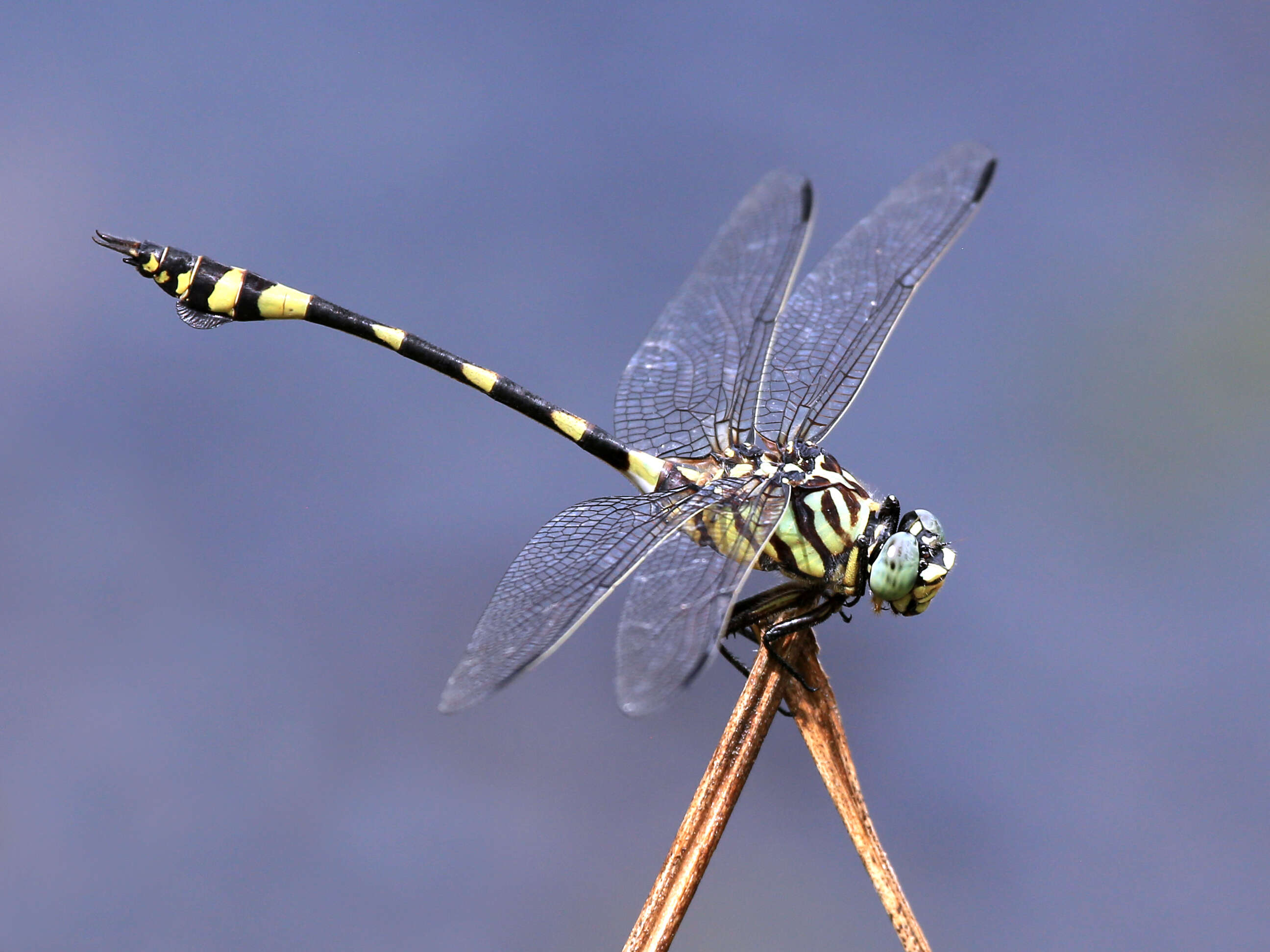 صورة Ictinogomphus australis (Selys 1873)