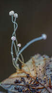 Image of Mycena smithiana Kühner 1938