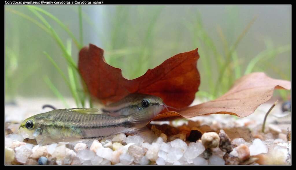 Image of Pygmy catfish