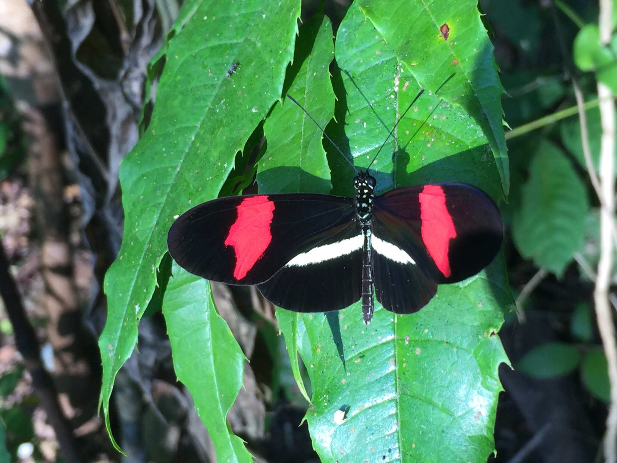 Image of Crimson Patched Longwing