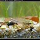 Imagem de Corydoras pygmaeus Knaack 1966