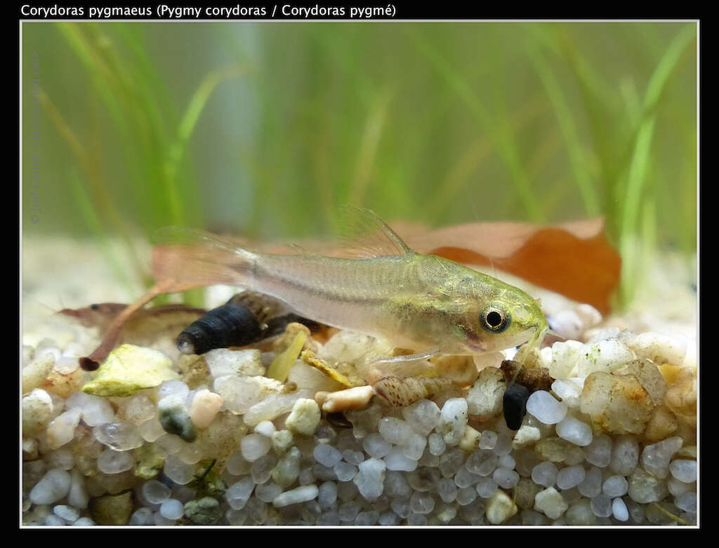 Image of Pygmy catfish