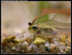 Image of Pygmy catfish