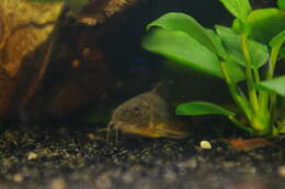 Image of peppered corydoras