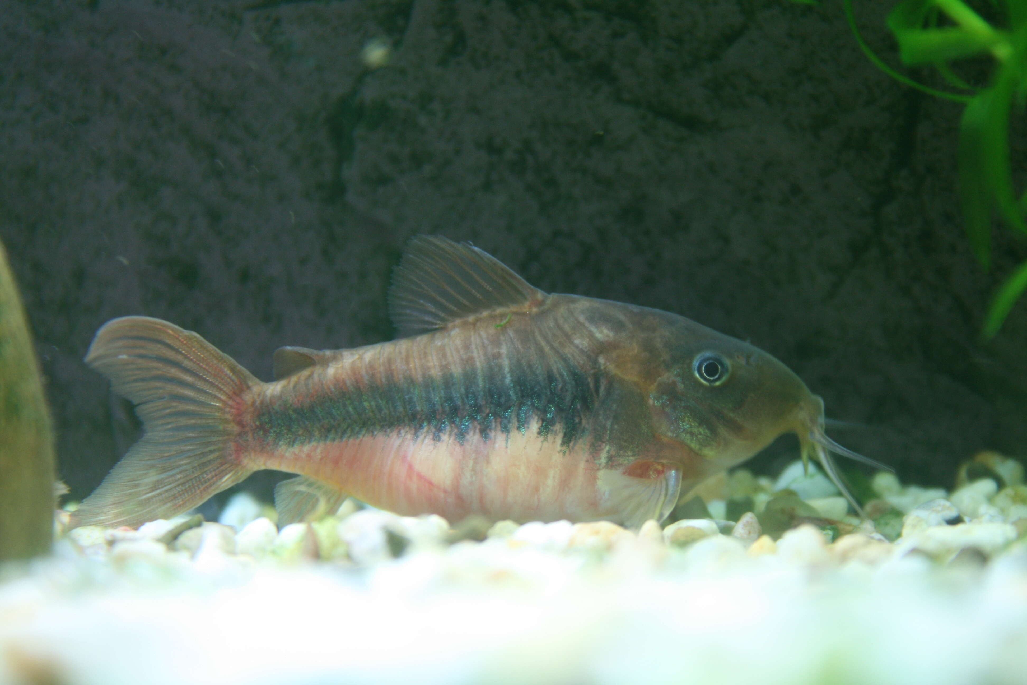 Plancia ëd Corydoras aeneus (Gill 1858)