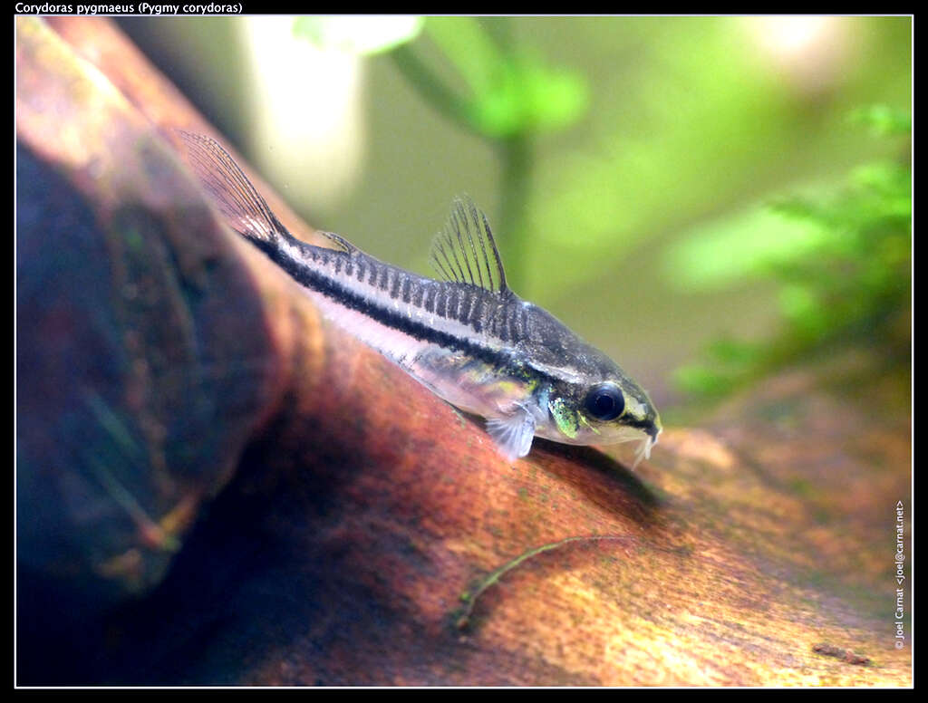 Image of Pygmy catfish