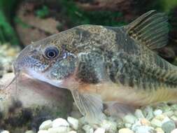 Image of peppered corydoras