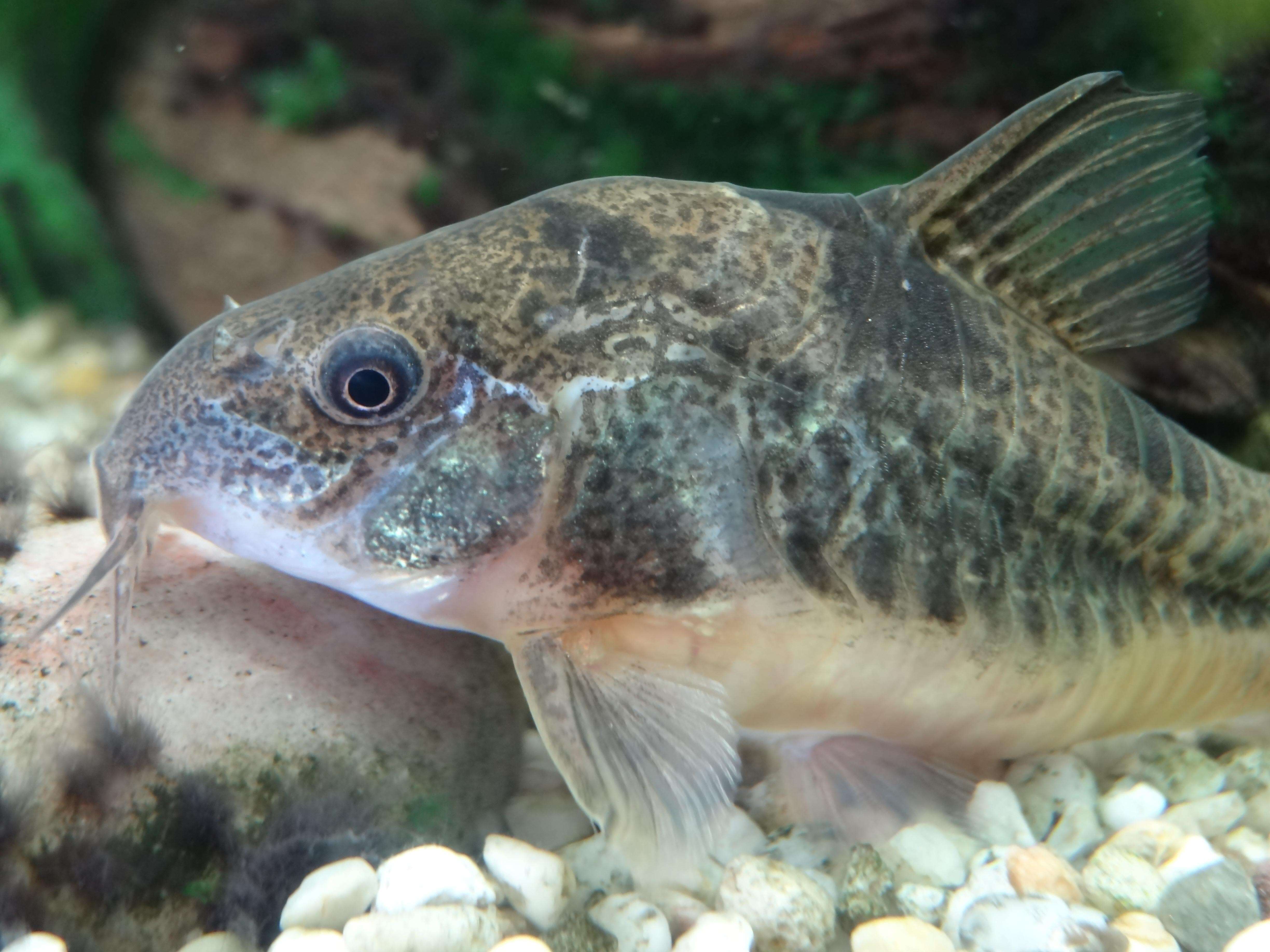 Image of peppered corydoras