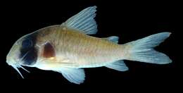 Слика од Corydoras griseus Holly 1940
