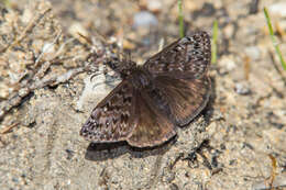 Image of Juvenal's Duskywing