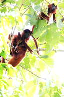 Image of Bolivian Red Howler Monkey