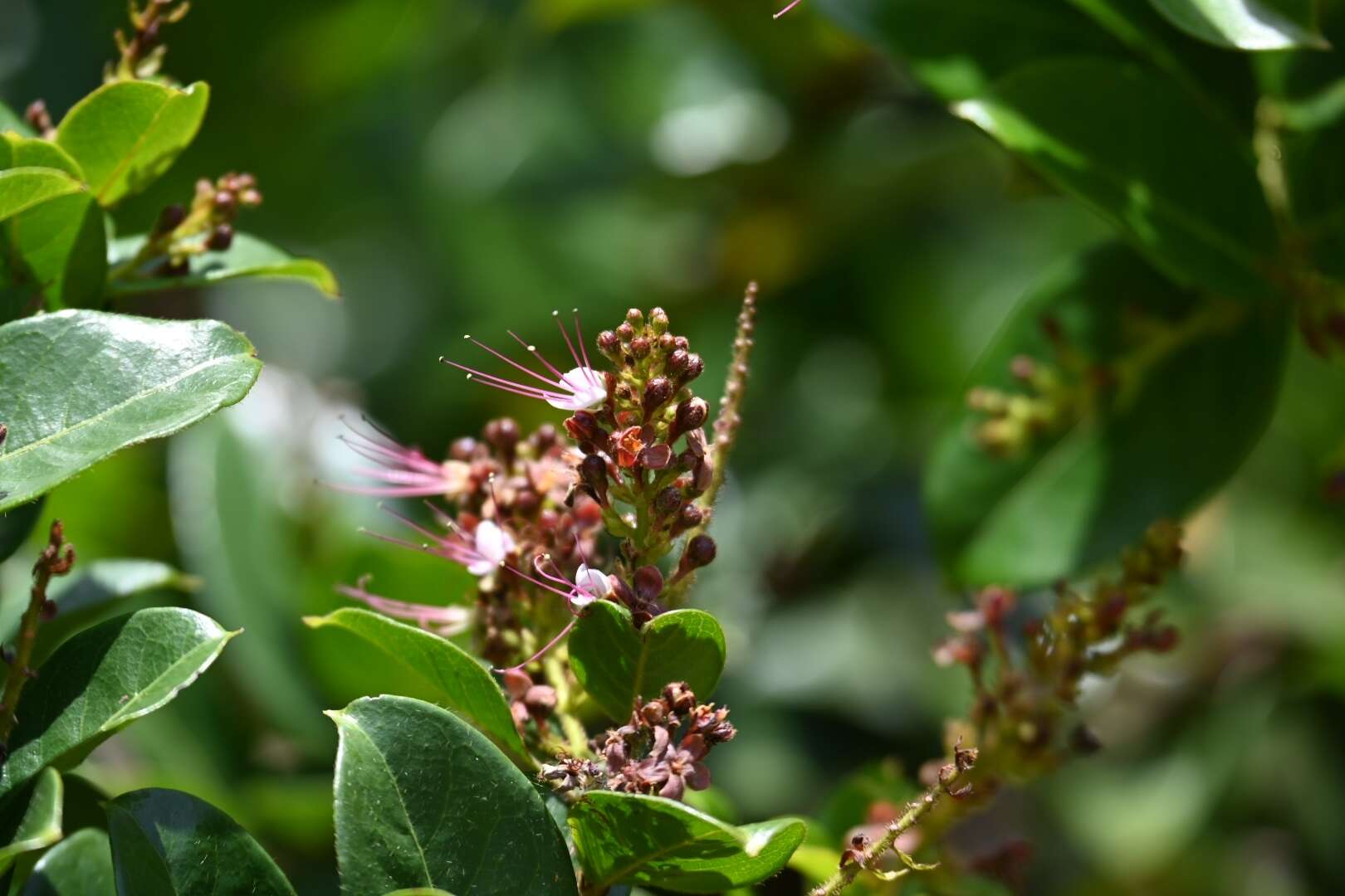 Imagem de Hirtella paniculata Sw.