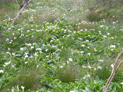 Image de Calla