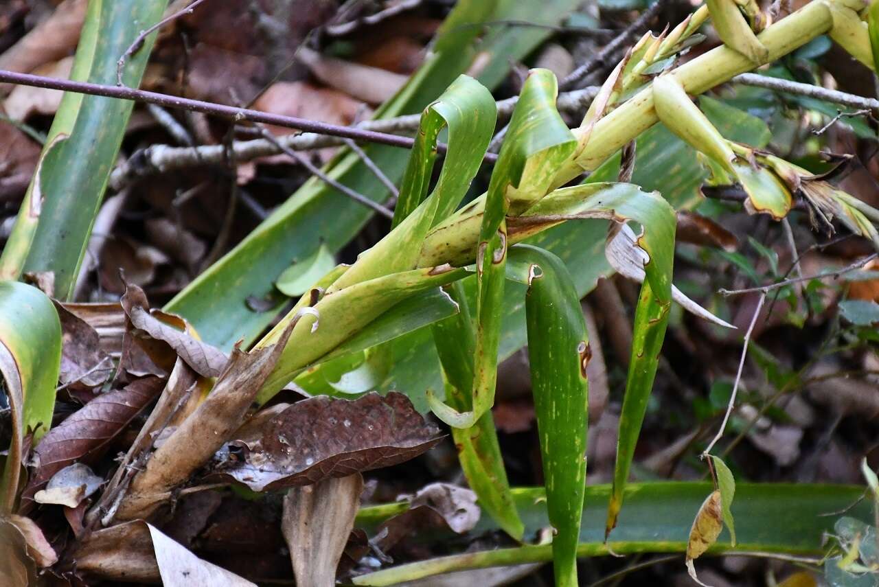 Image of Tillandsia excelsa Griseb.