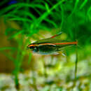 Image of glowlight tetra