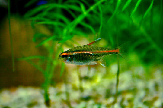 Image of glowlight tetra