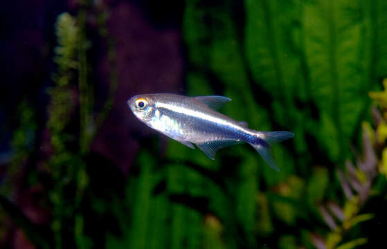 Image of Black neon tetra