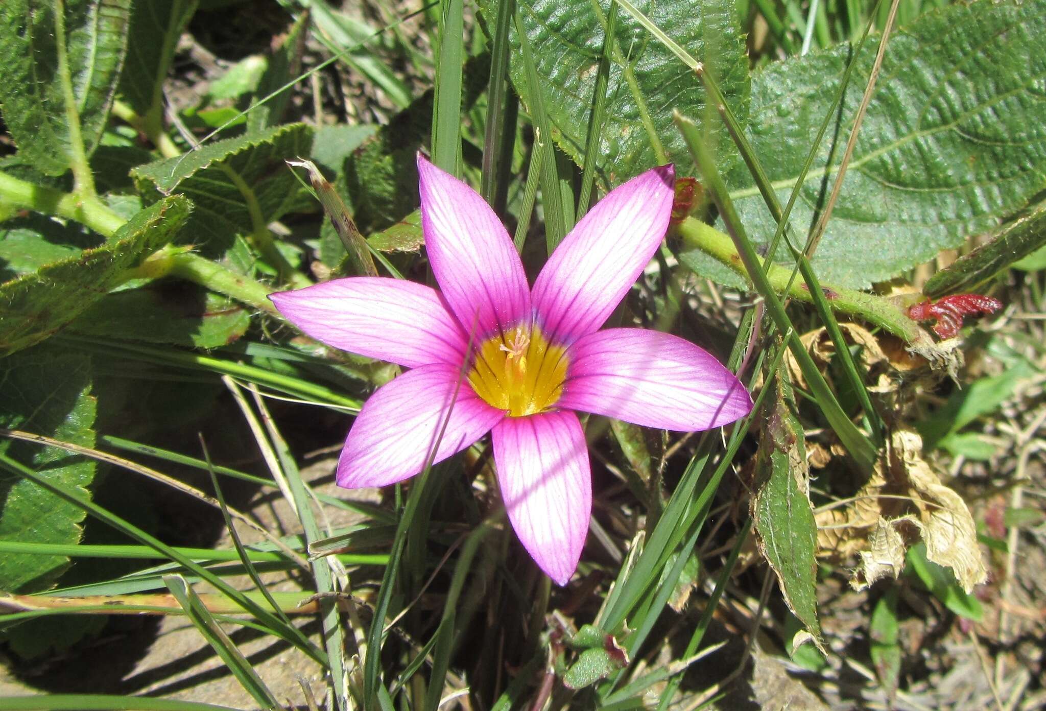 Image of Romulea camerooniana Baker