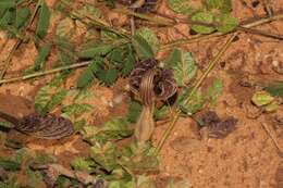 Image de Aristolochia lindneri A. Berger