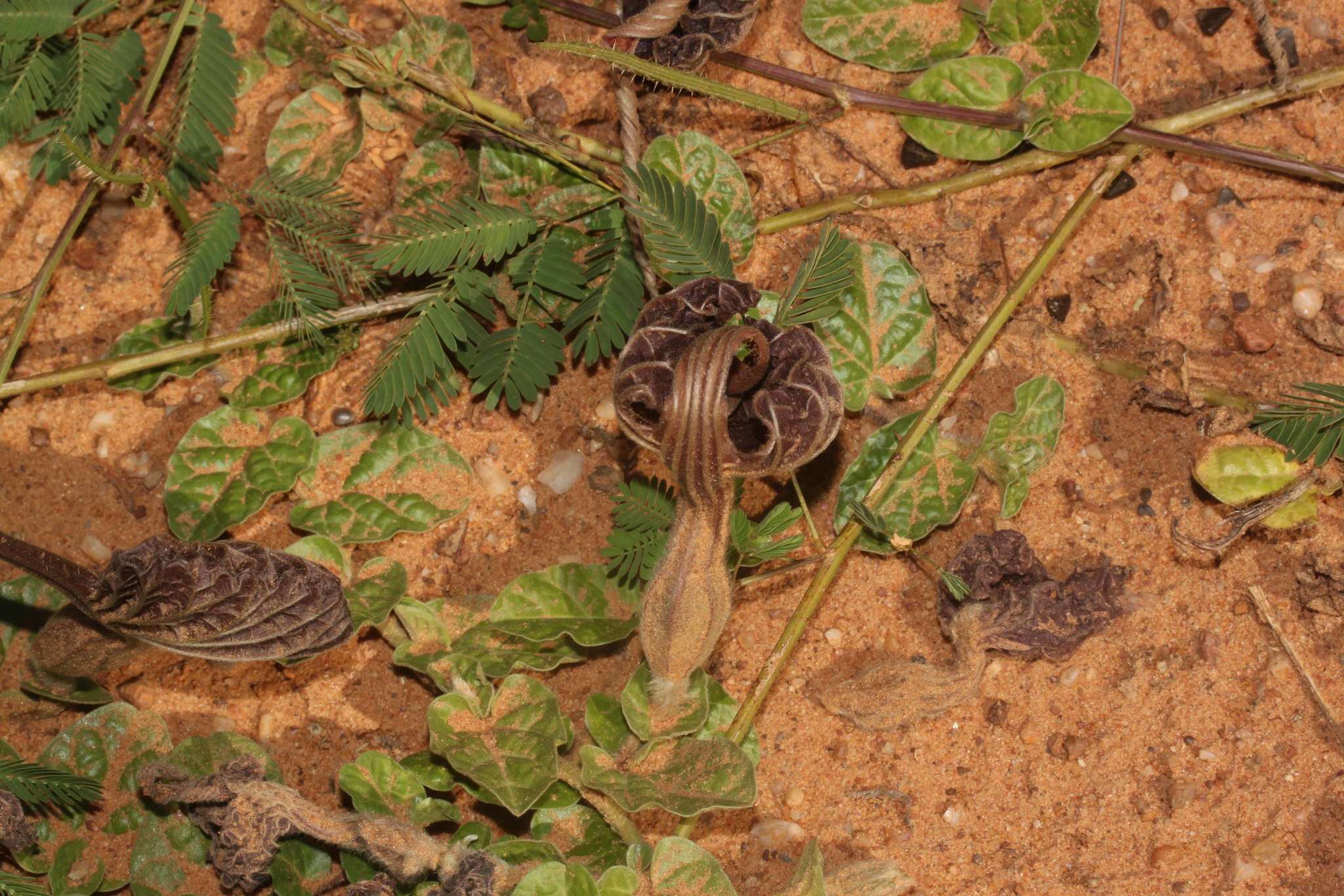 Image de Aristolochia lindneri A. Berger