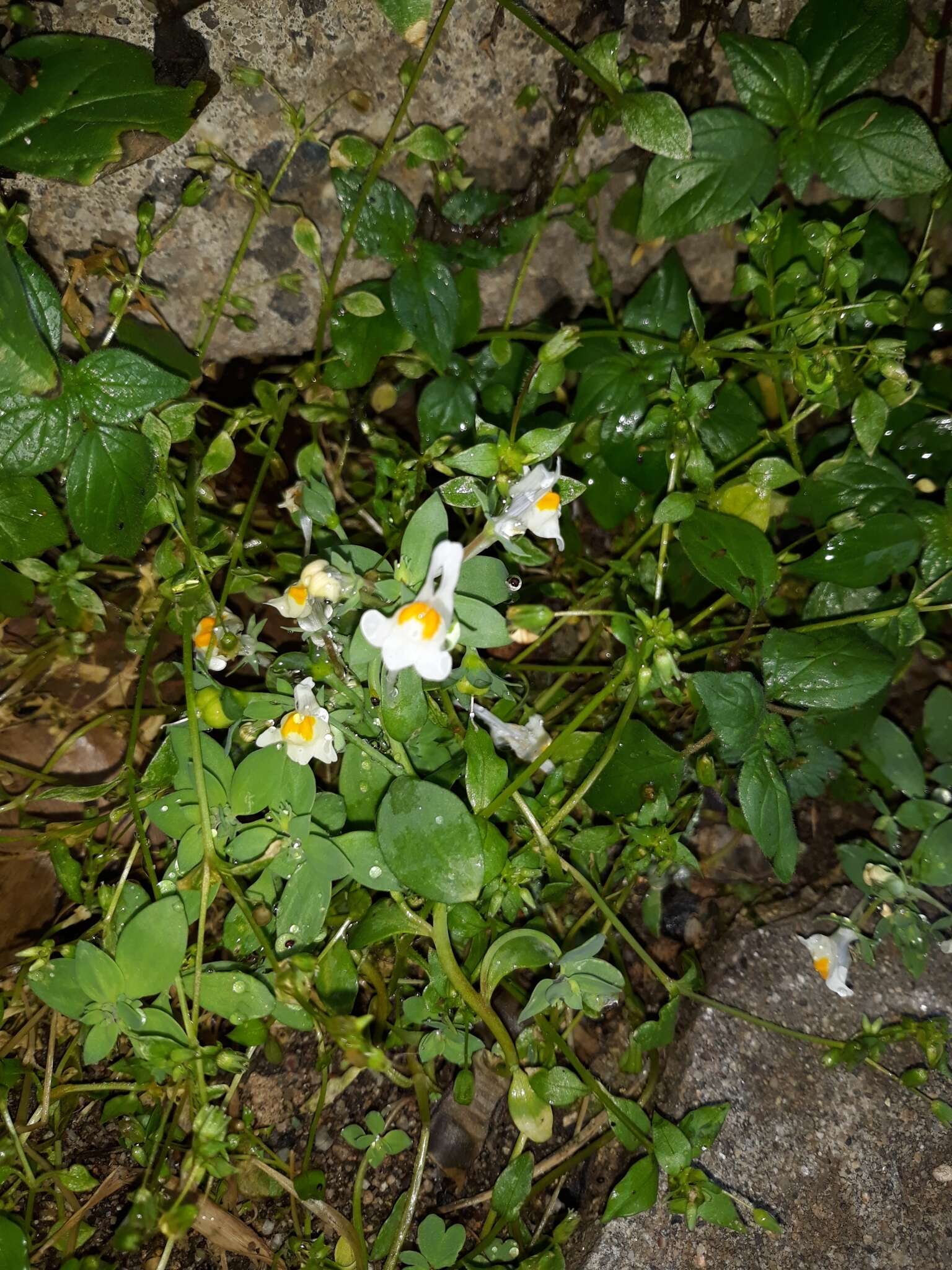 Image of Linaria reflexa subsp. reflexa
