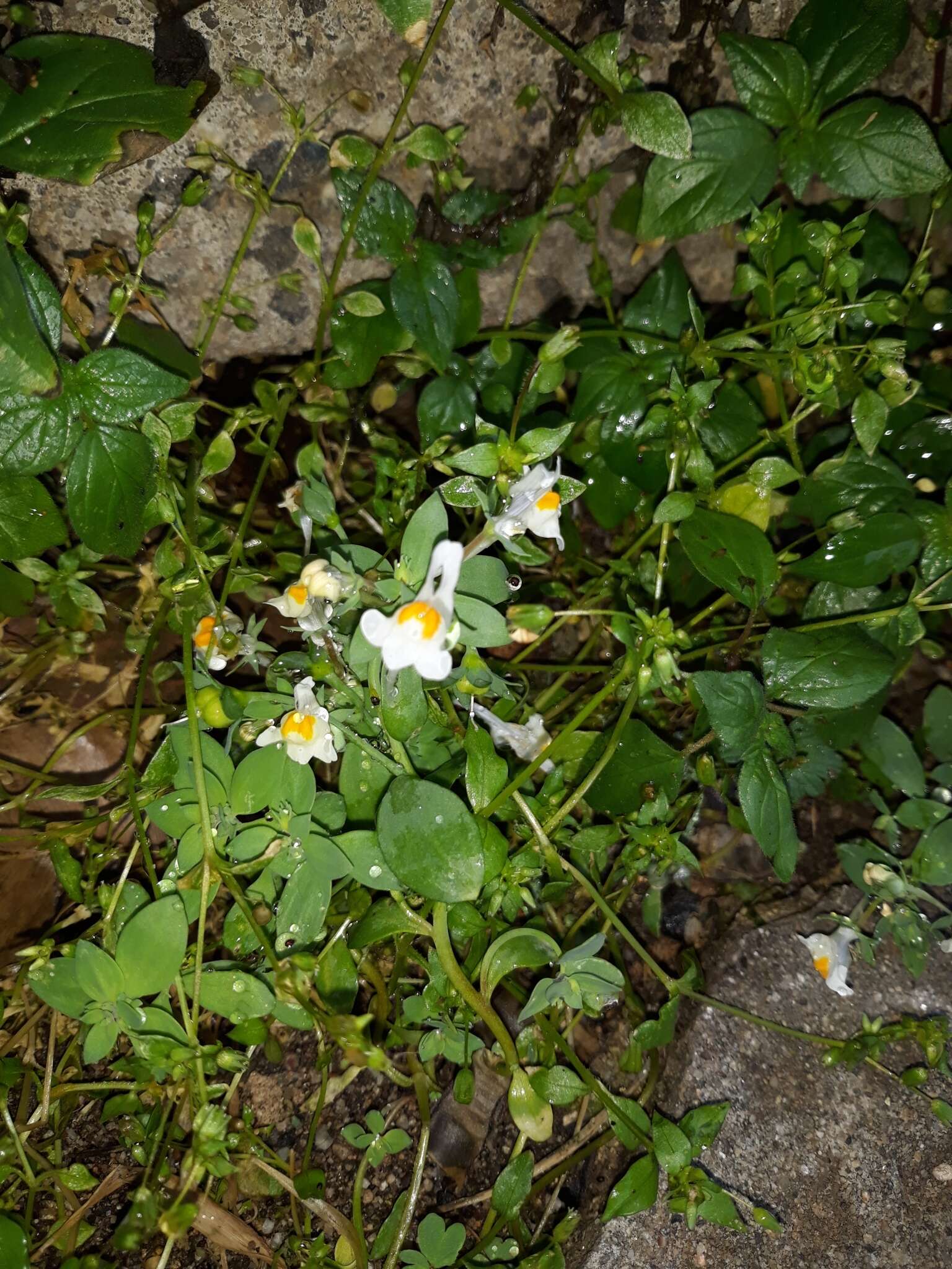 Image de Linaria reflexa subsp. reflexa