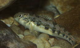 Image of Snubnose Darter