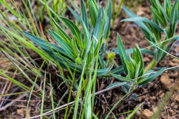 Image of Euphorbia gueinzii Boiss.