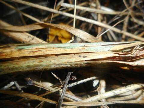 Imagem de Dasyscyphus aeruginellus (P. Karst.) Korf & J. R. Dixon 1974