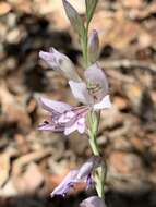 Gladiolus oatesii Rolfe resmi