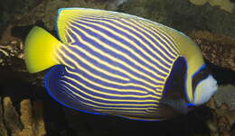 Image of Angelfish