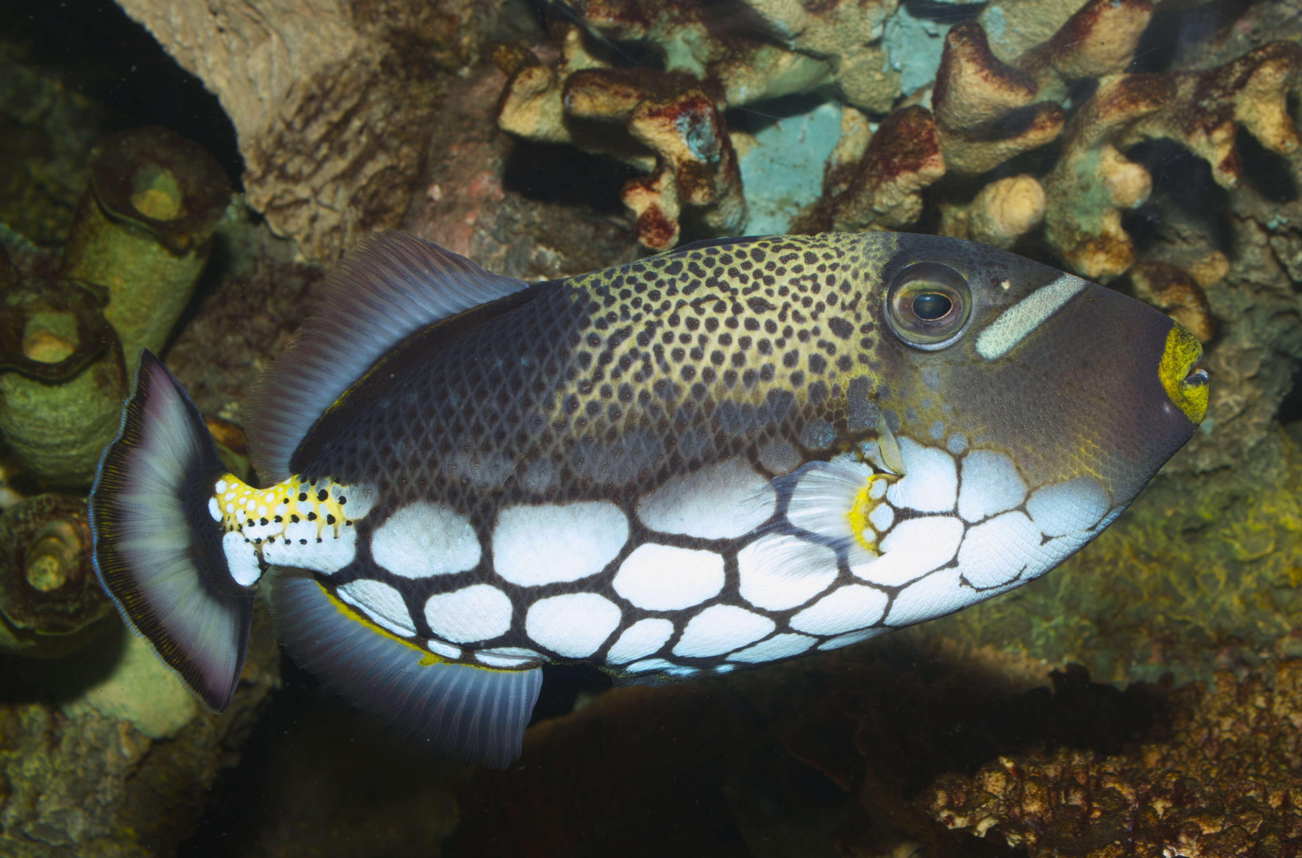 Image of clown triggerfish