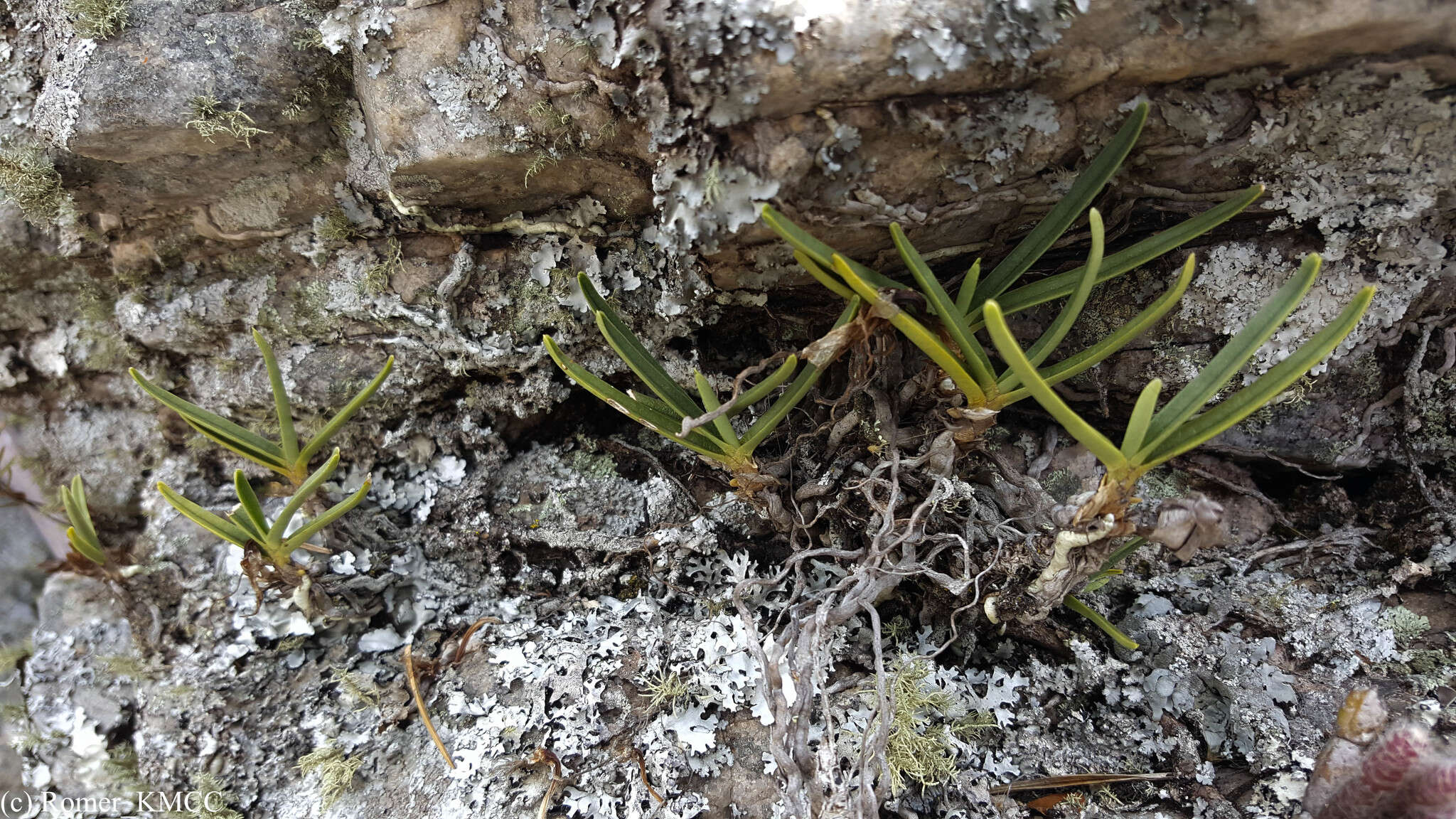 Imagem de Angraecum rutenbergianum Kraenzl.