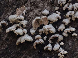 Image of Schizophyllum