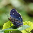 Sivun Charaxes numenes aequatorialis Van Someren 1972 kuva