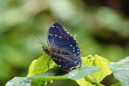 Image of Charaxes numenes aequatorialis Van Someren 1972