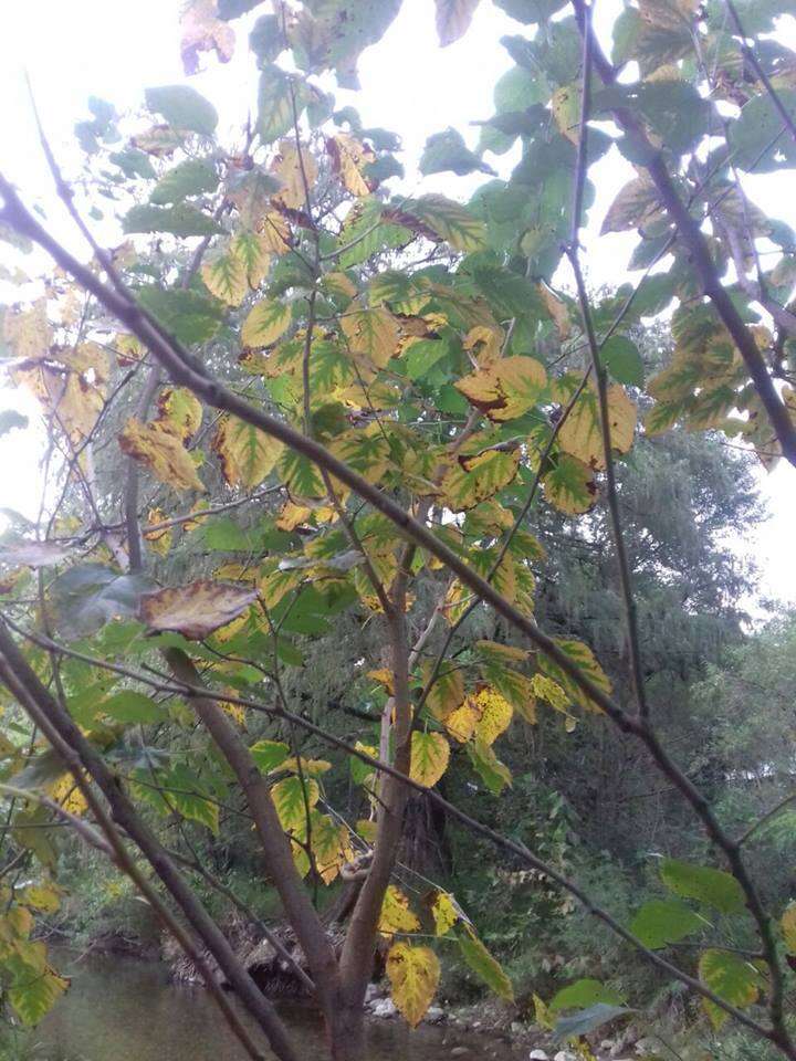 Image of black mulberry