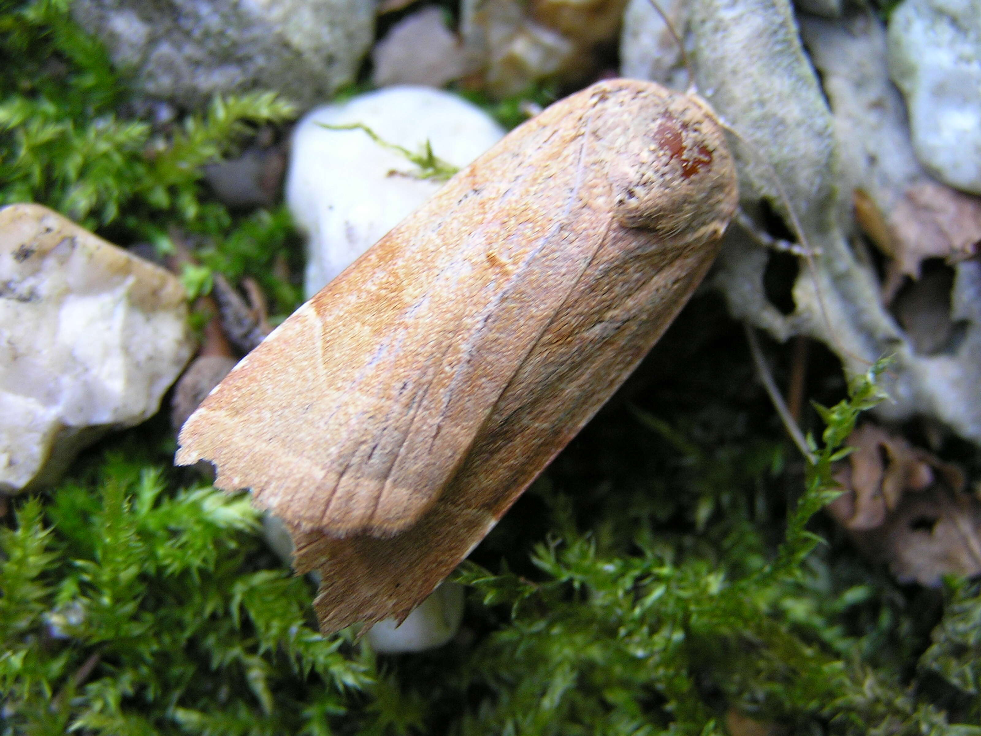 Image of broad-bordered yellow underwing